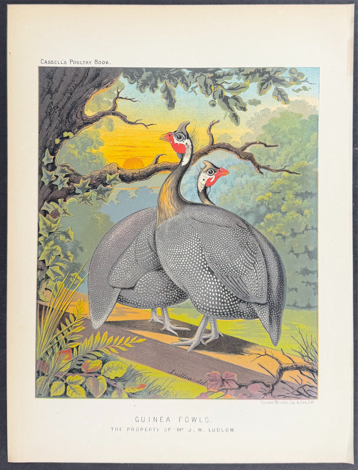 Guinea Fowls