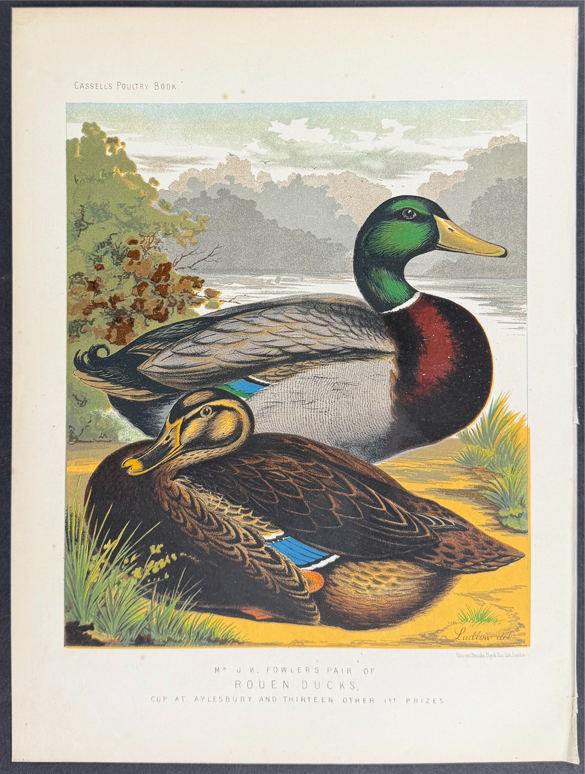 Pair of Rouen Ducks