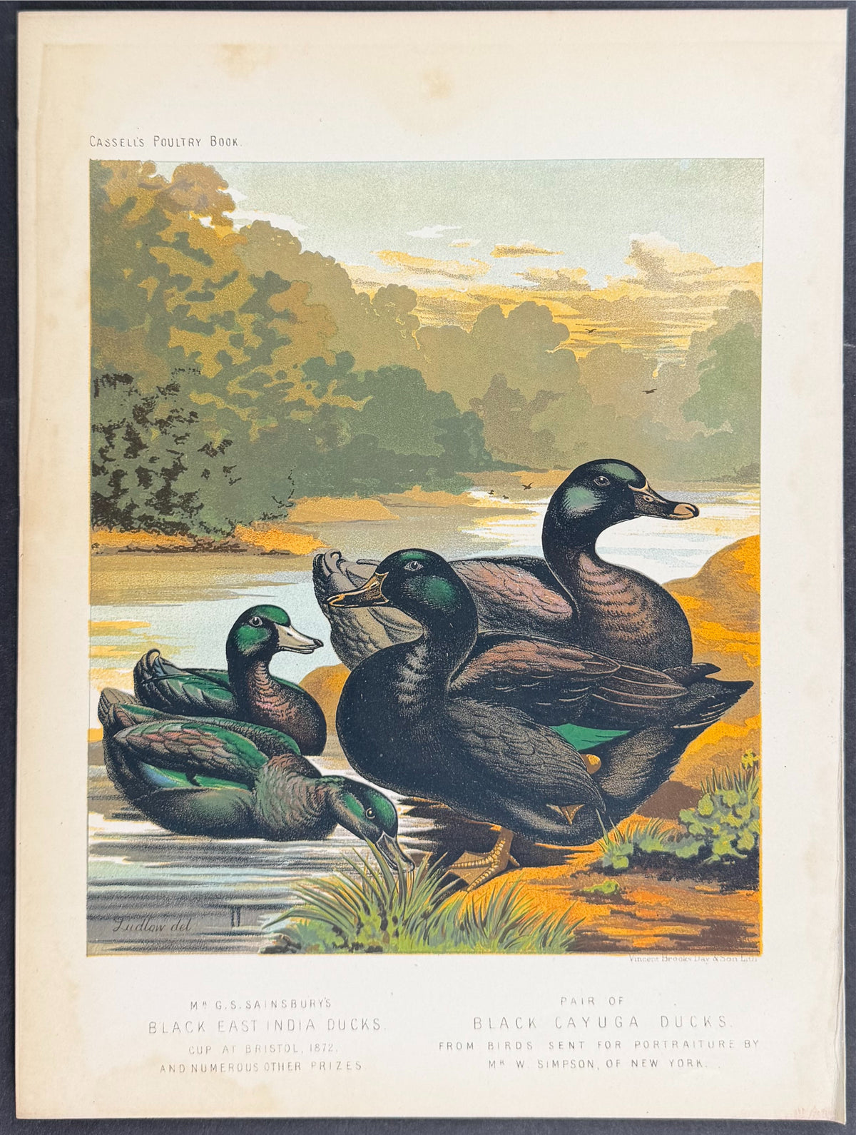 Pair of Black East India Ducks & Pair of Black Cayuga Ducks