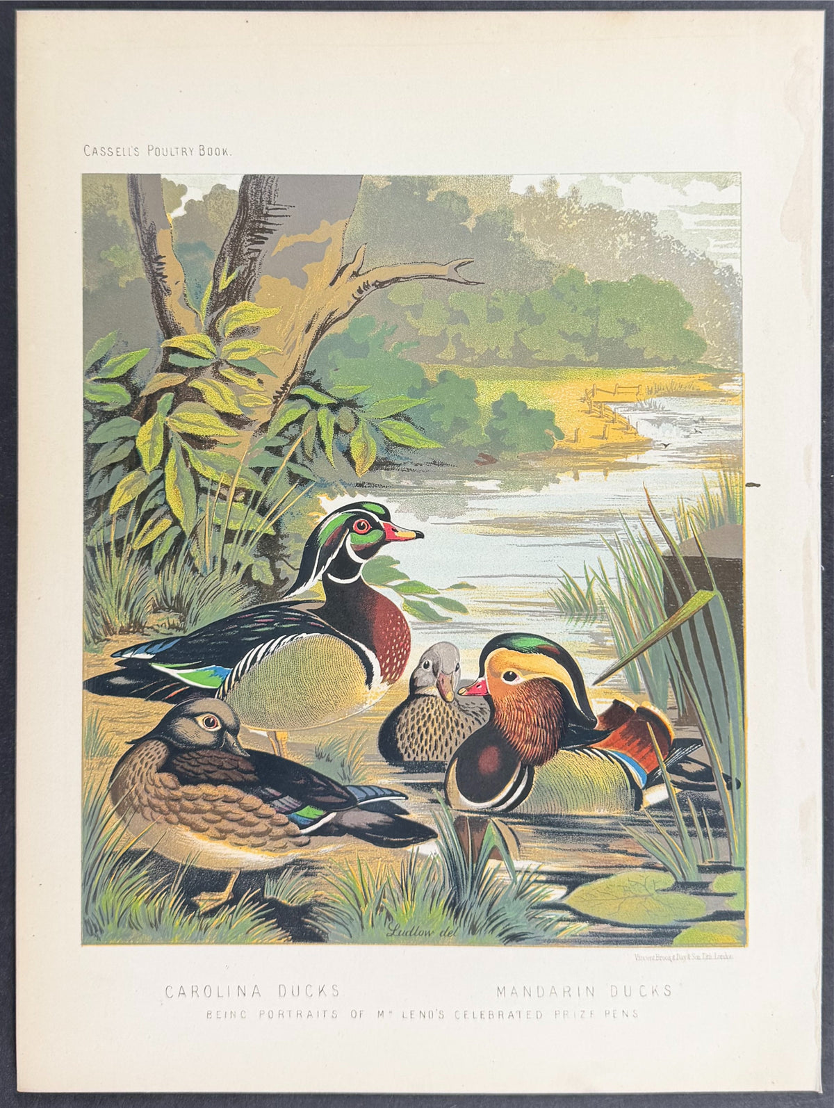 Pair of Carolina Ducks & Mandarin Ducks