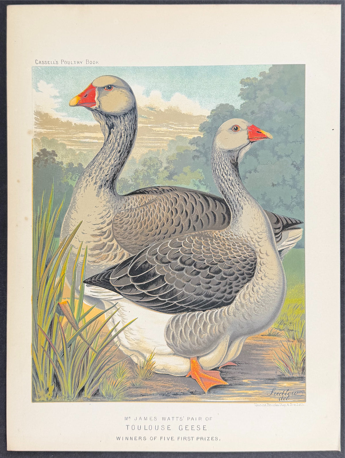 Pair of Toulouse Geese