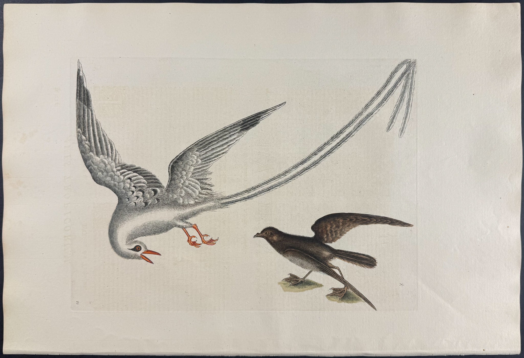 Tropic Bird & Storm Finch or Petrel