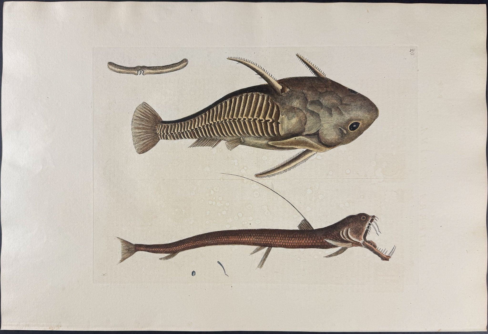 Viper Mouth & Gamora Fish