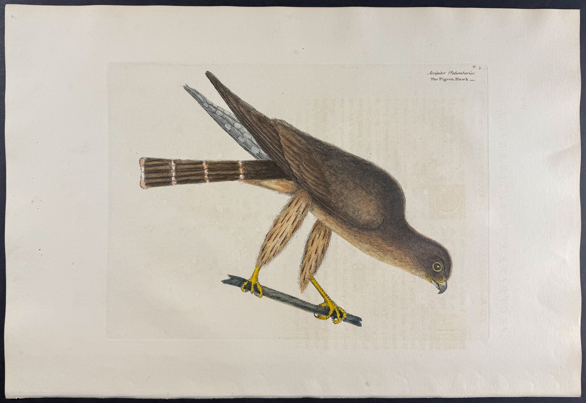 Pigeon Hawk