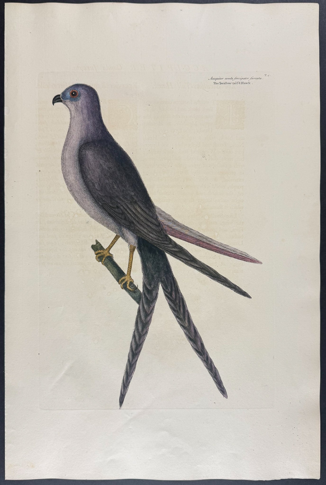 Swallowtail Hawk