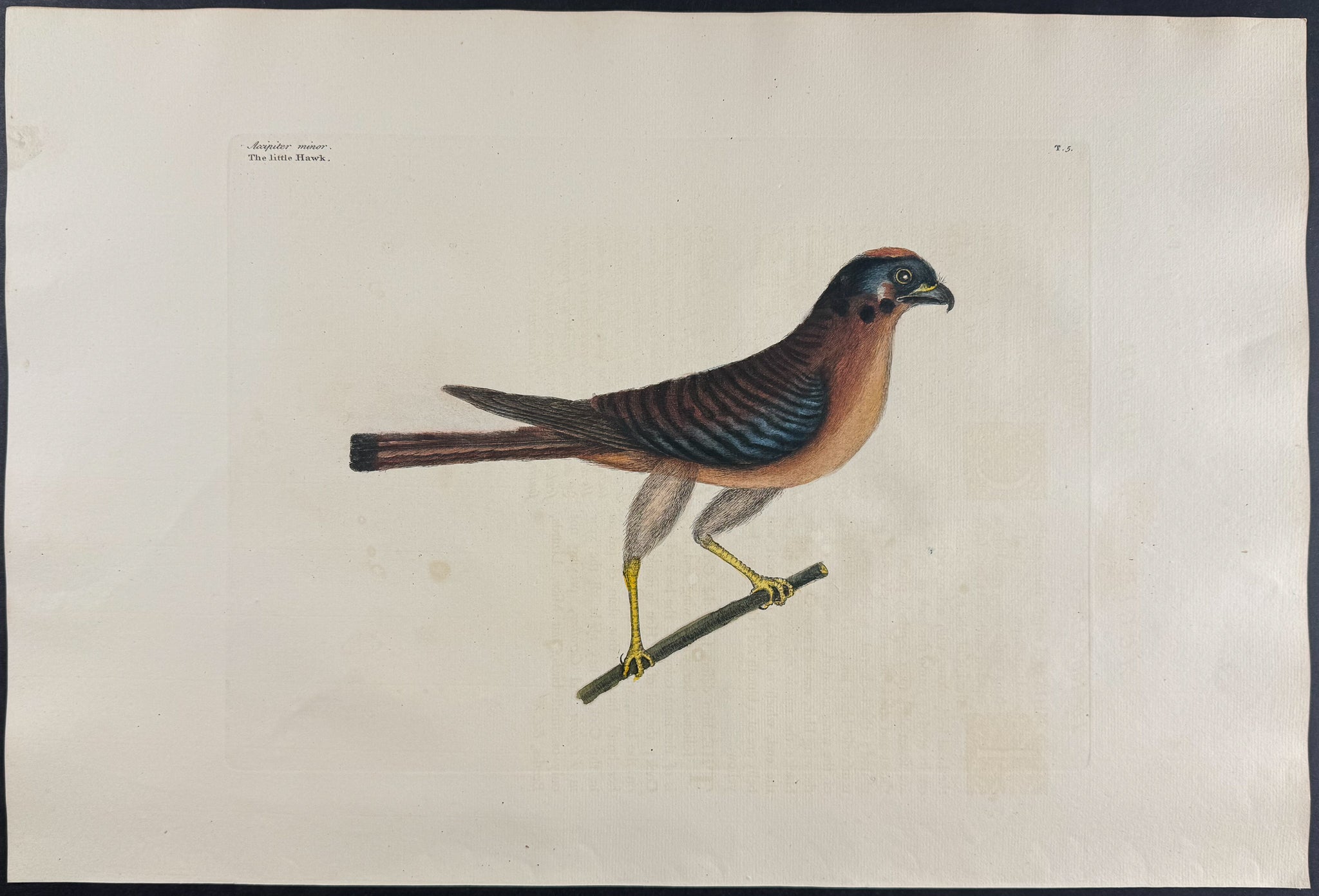 Little Hawk