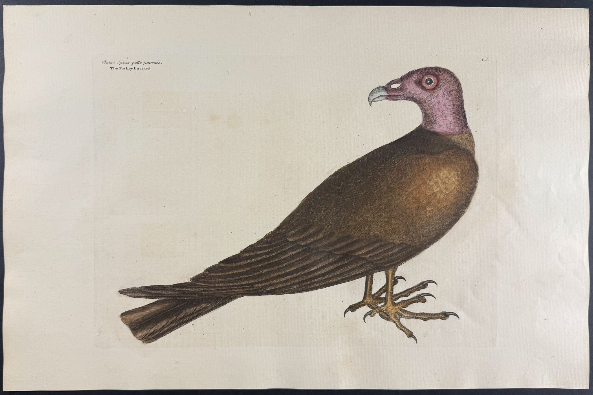 Turkey Buzzard