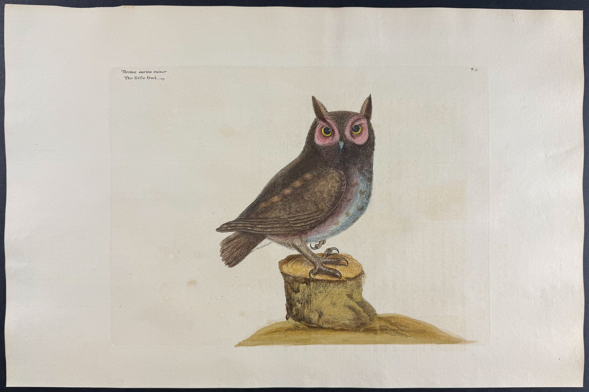 Little Owl