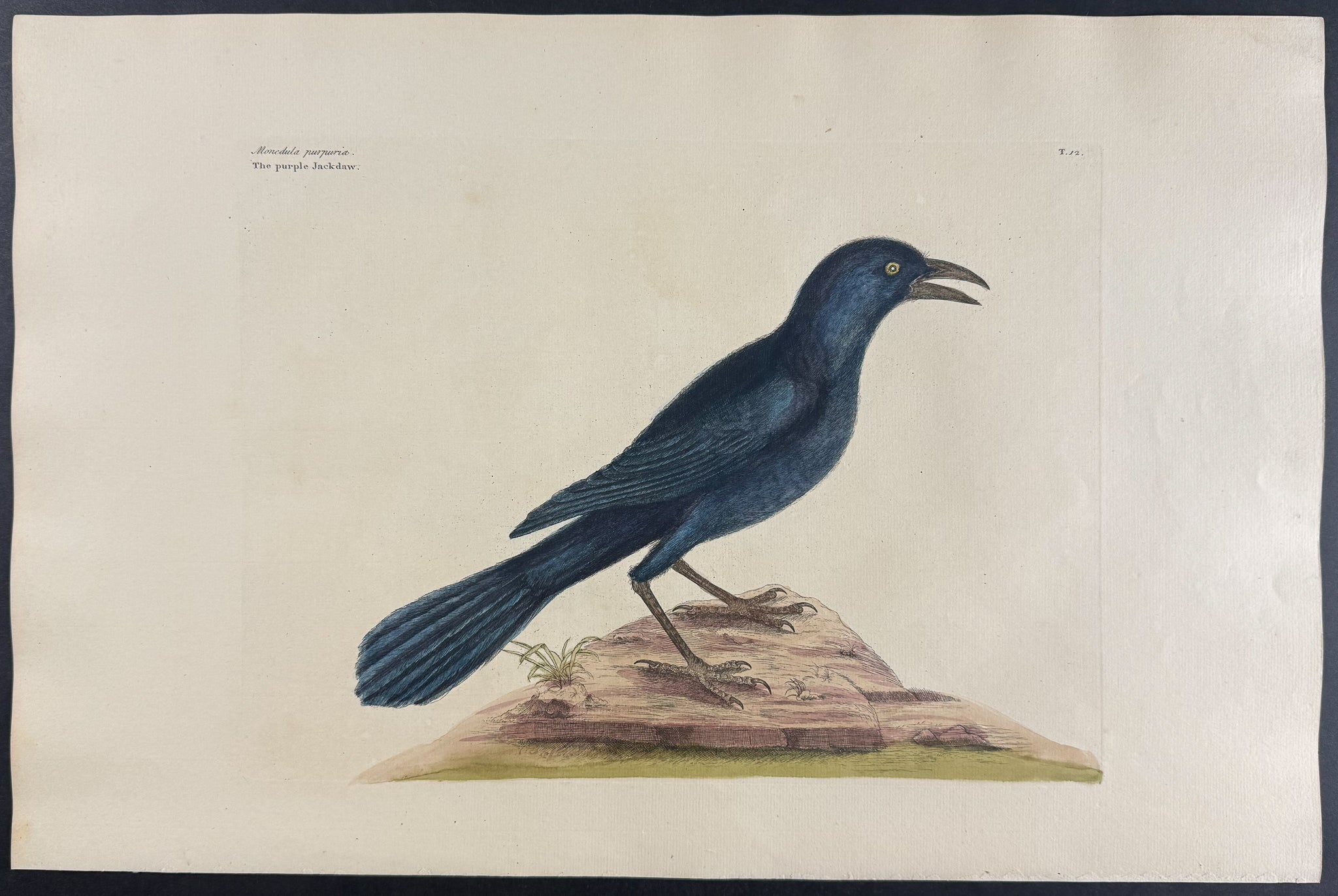 Purple Jack Daw