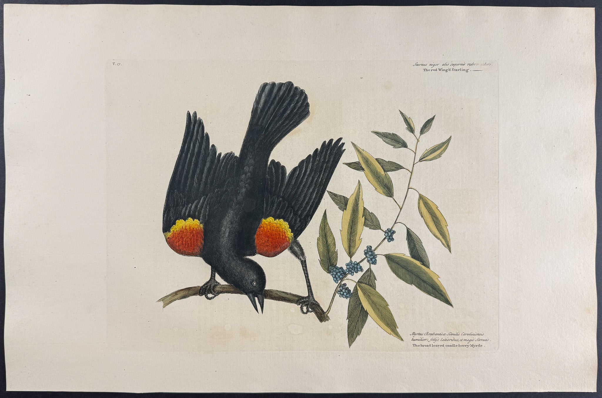 Red winged Starling with Broad leaved Candle-berry Myrtle