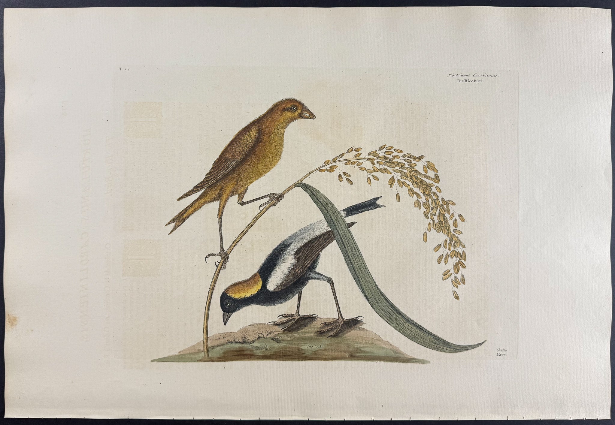 Rice-Bird with Rice