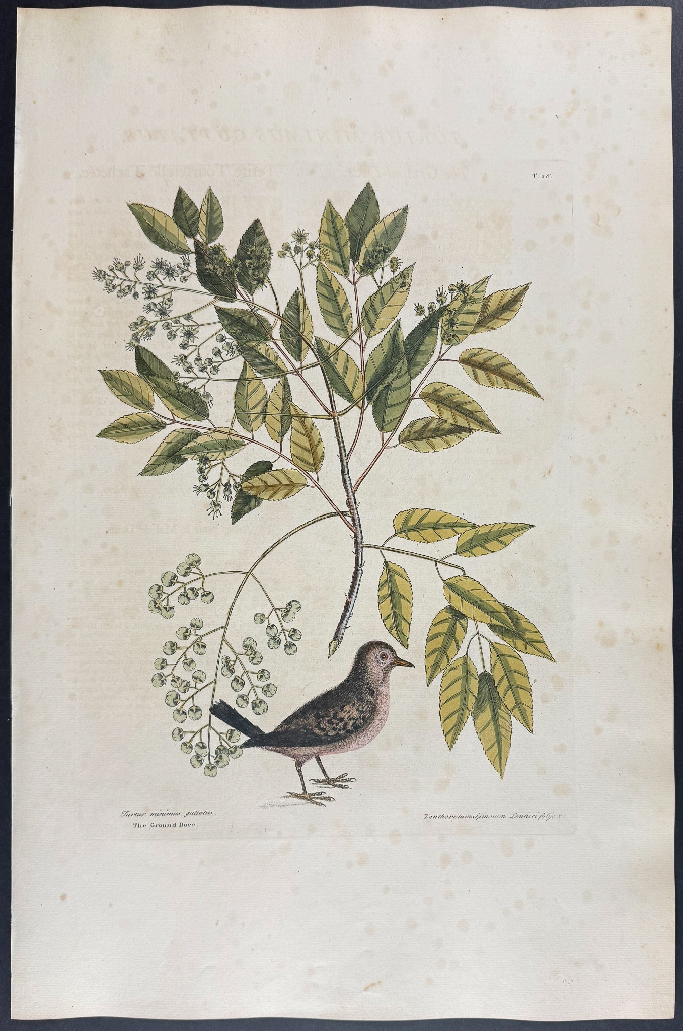 Ground Dove with Pellitory or Tooth-Ach Tree