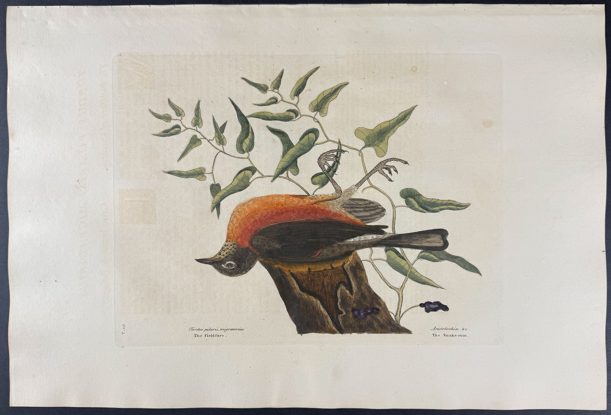 Fieldfare of Carolina with Snake Root of Virginia