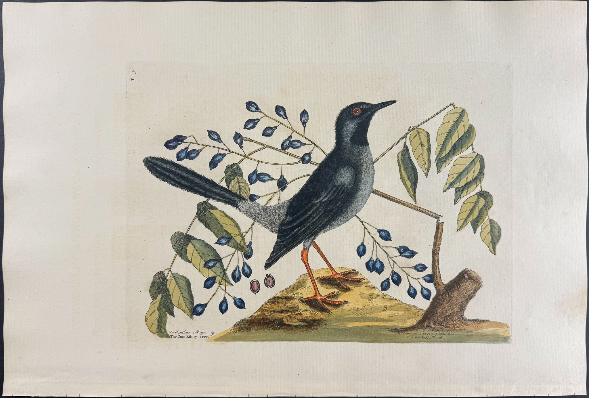 Red Legged Thrush with Gum-elimy Tree