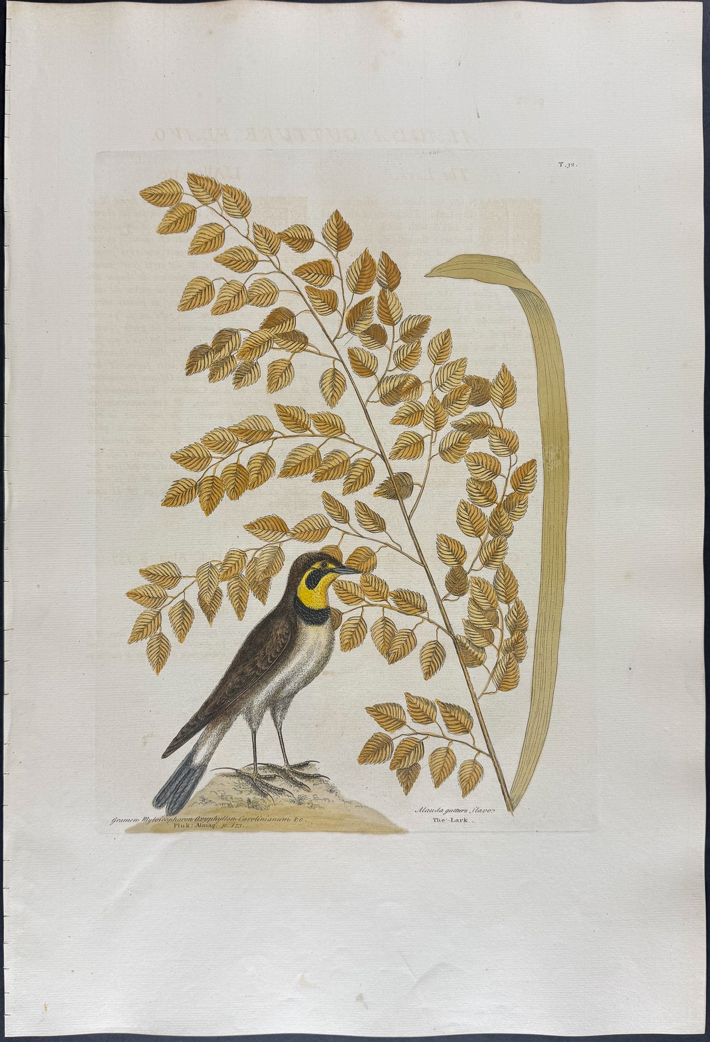 Lark with Seaside Oat