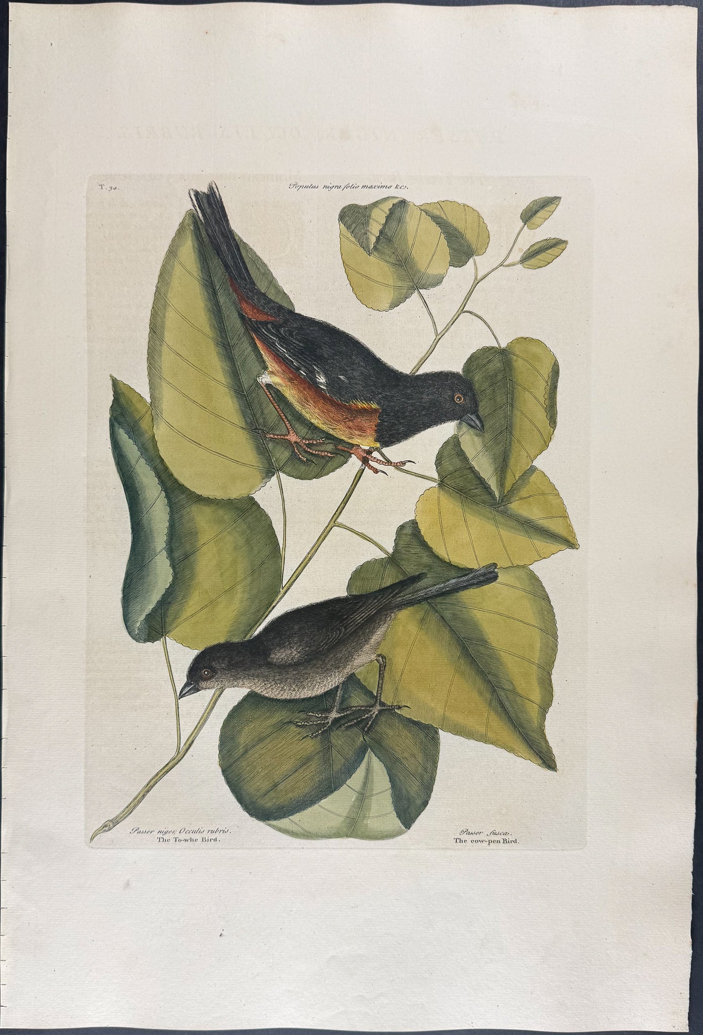 Towhe Bird & Cowpen Bird with Black Poplar of Carolina