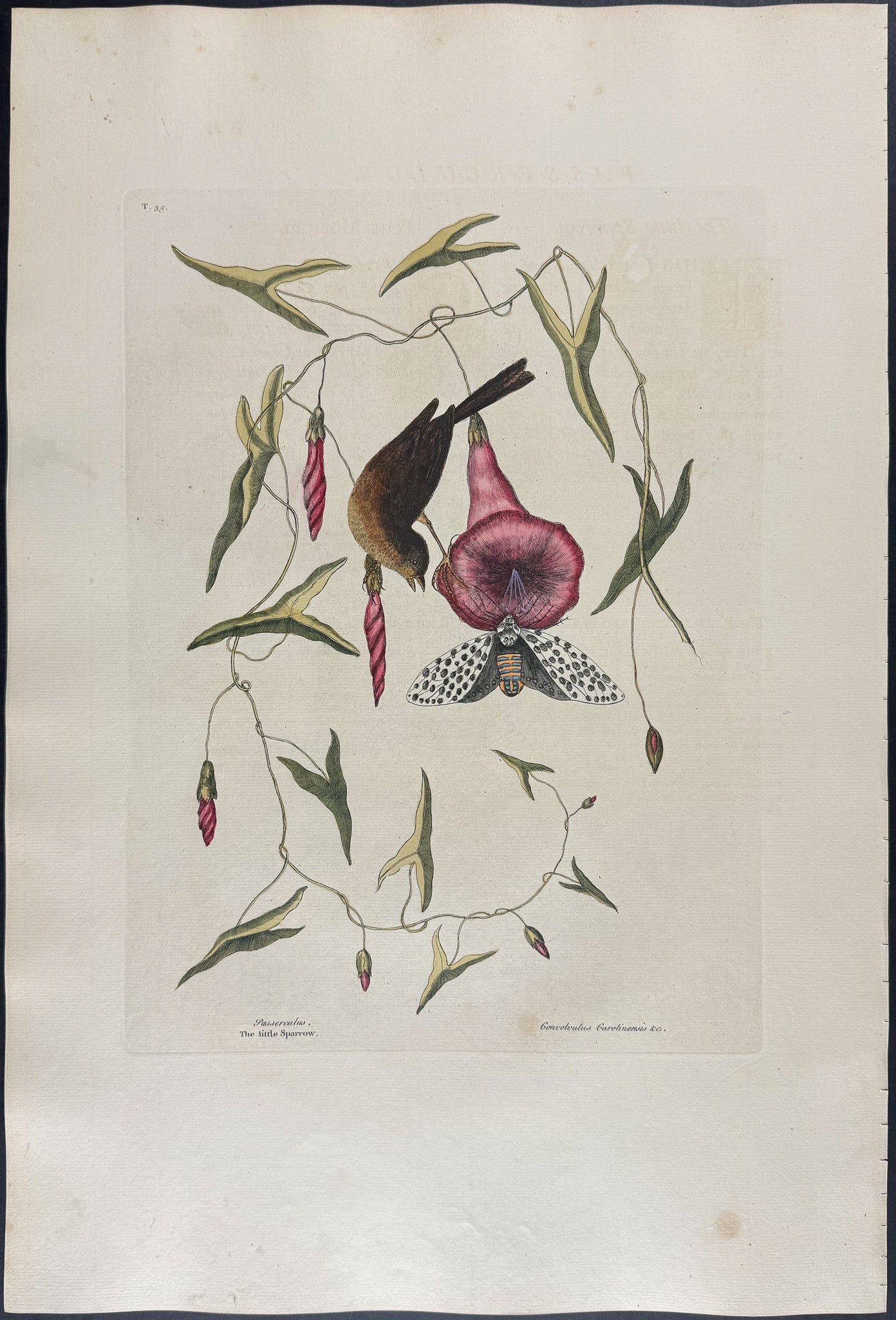 Little Sparrow with Purple Bindweed of Carolina