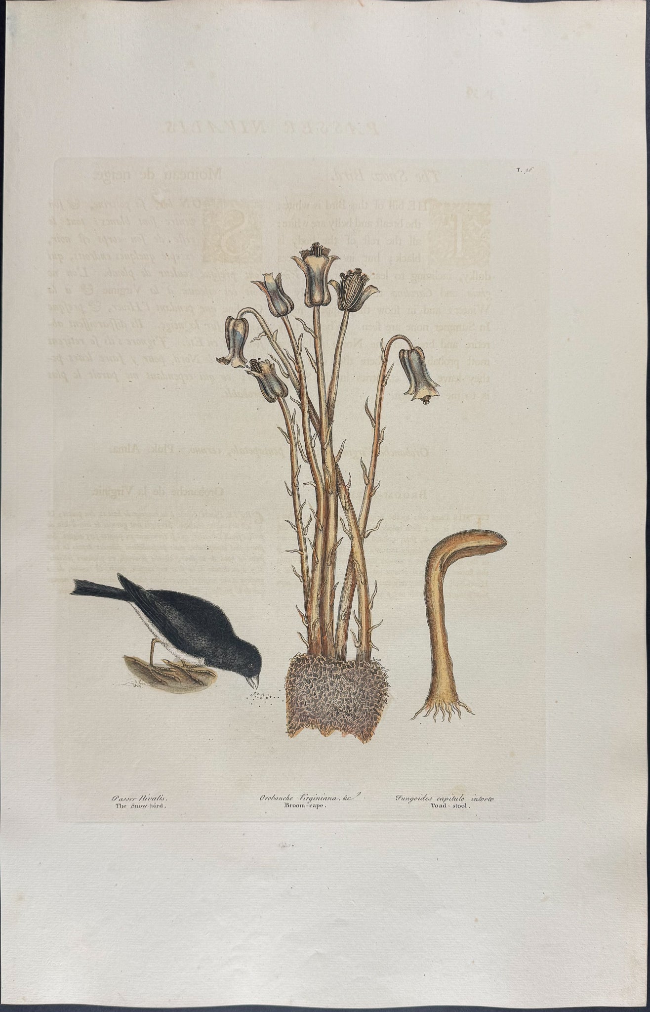 Snow Bird with Broom Rape & Toadstool