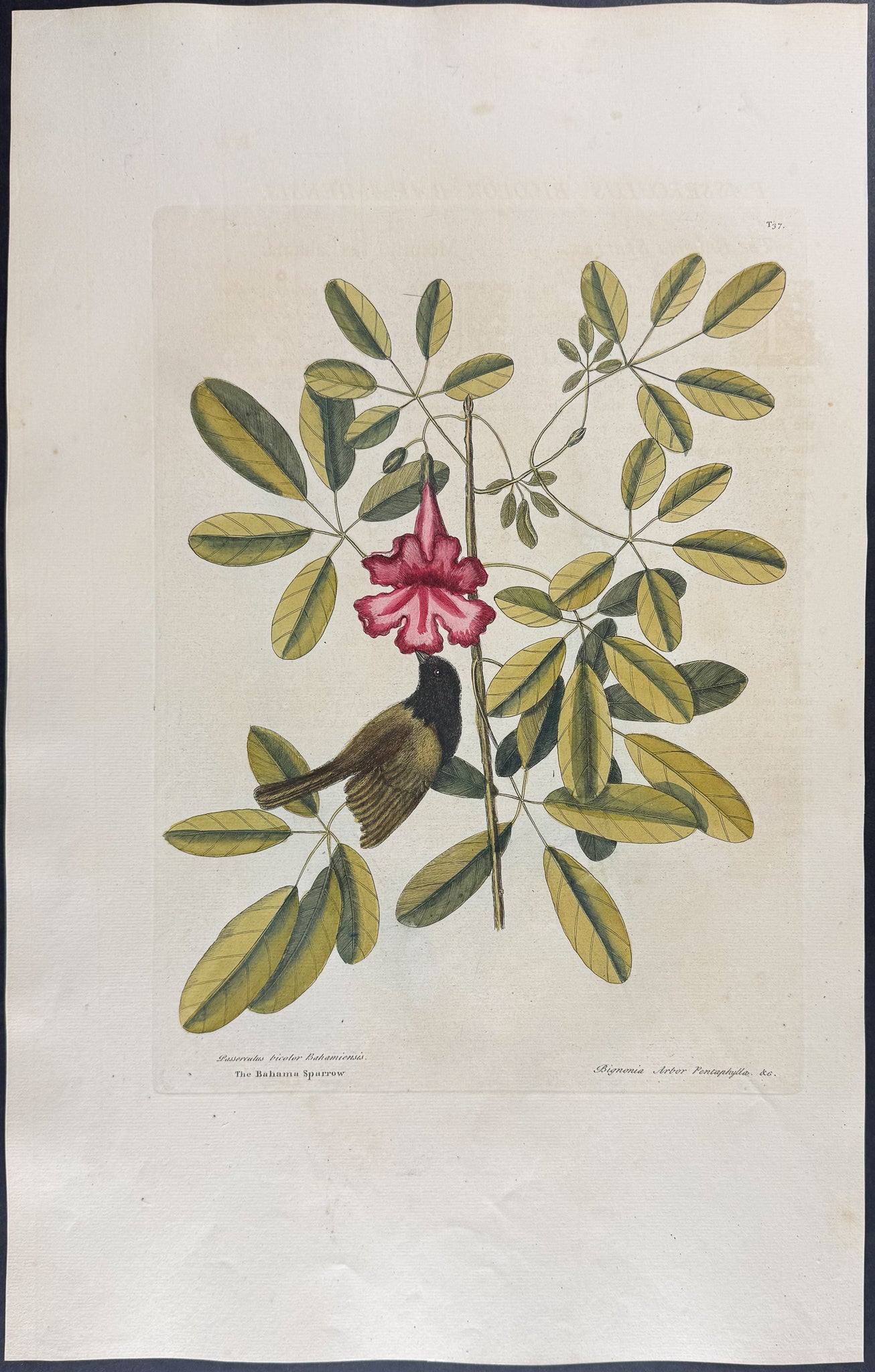 Bahama Sparrow with Bignonia