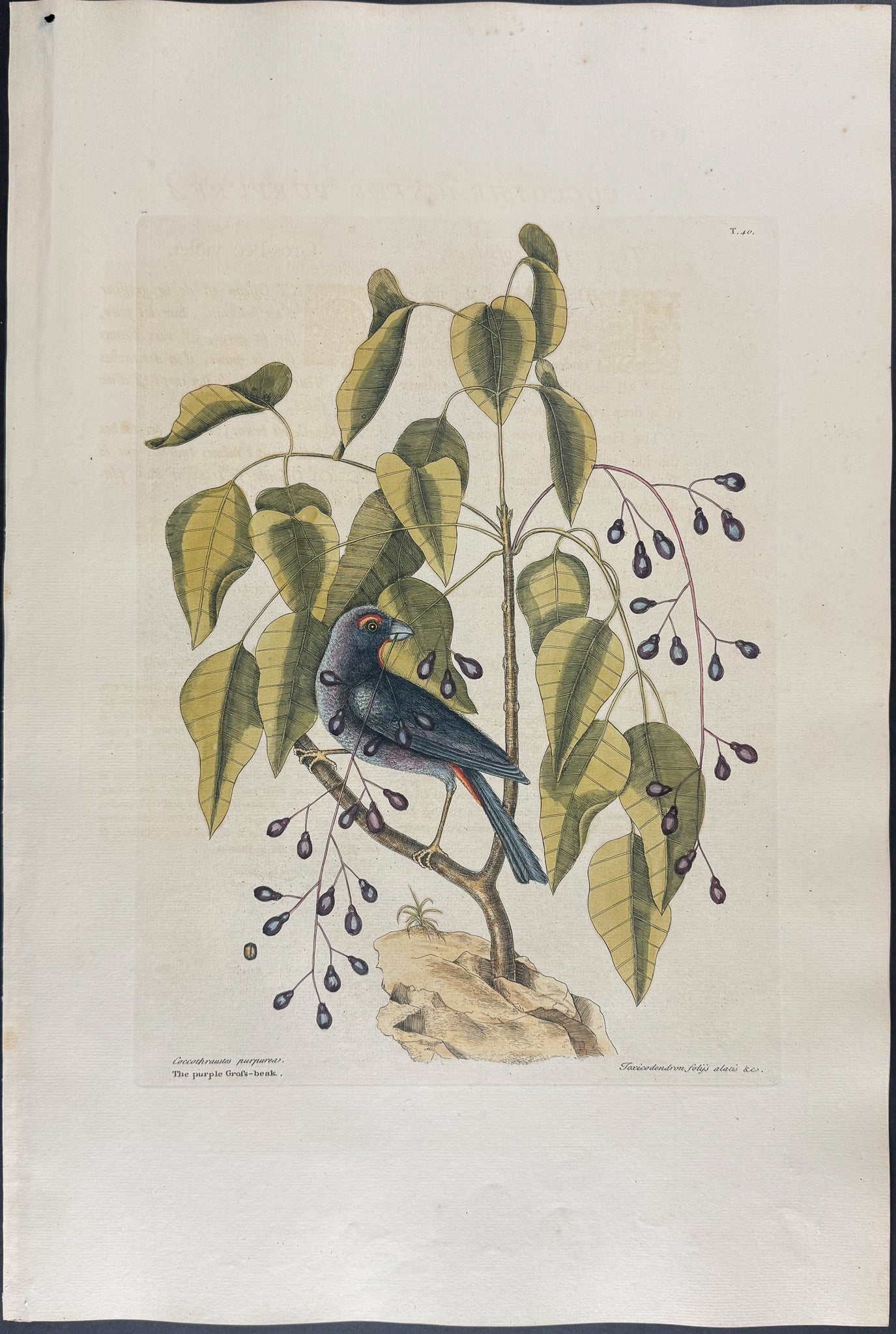 Purple Grosbeak with Poison Wood