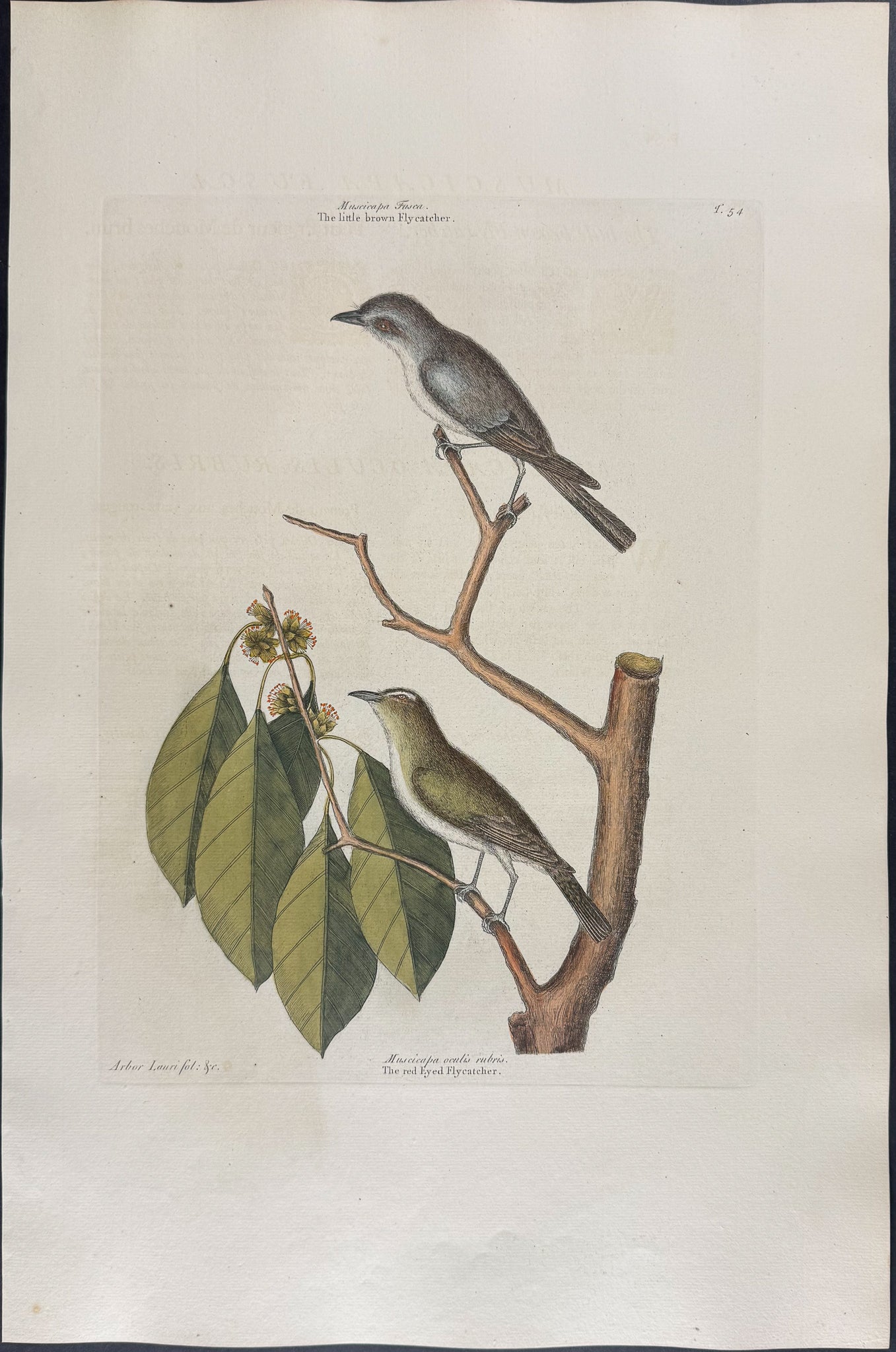 Little Brown Flycatcher & Red Eyed Flycatcher