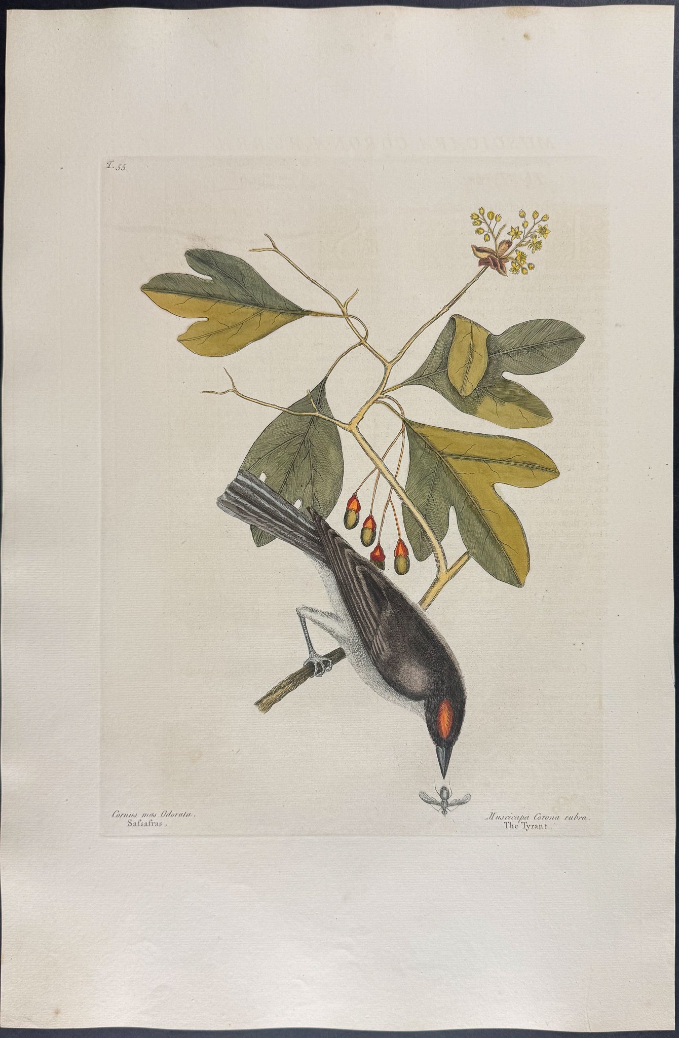 Tyrant with Sassafras