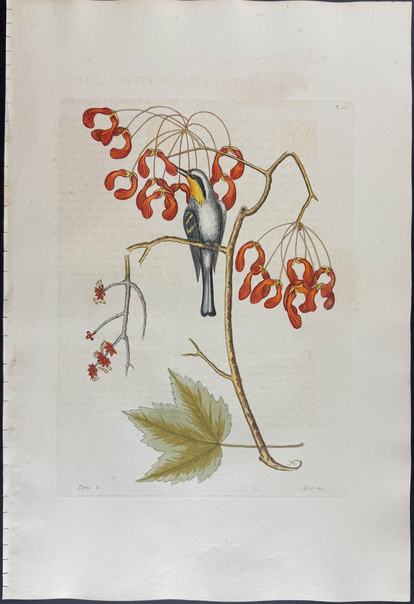 Yellow Throated Creeper with Red Flowering Maple