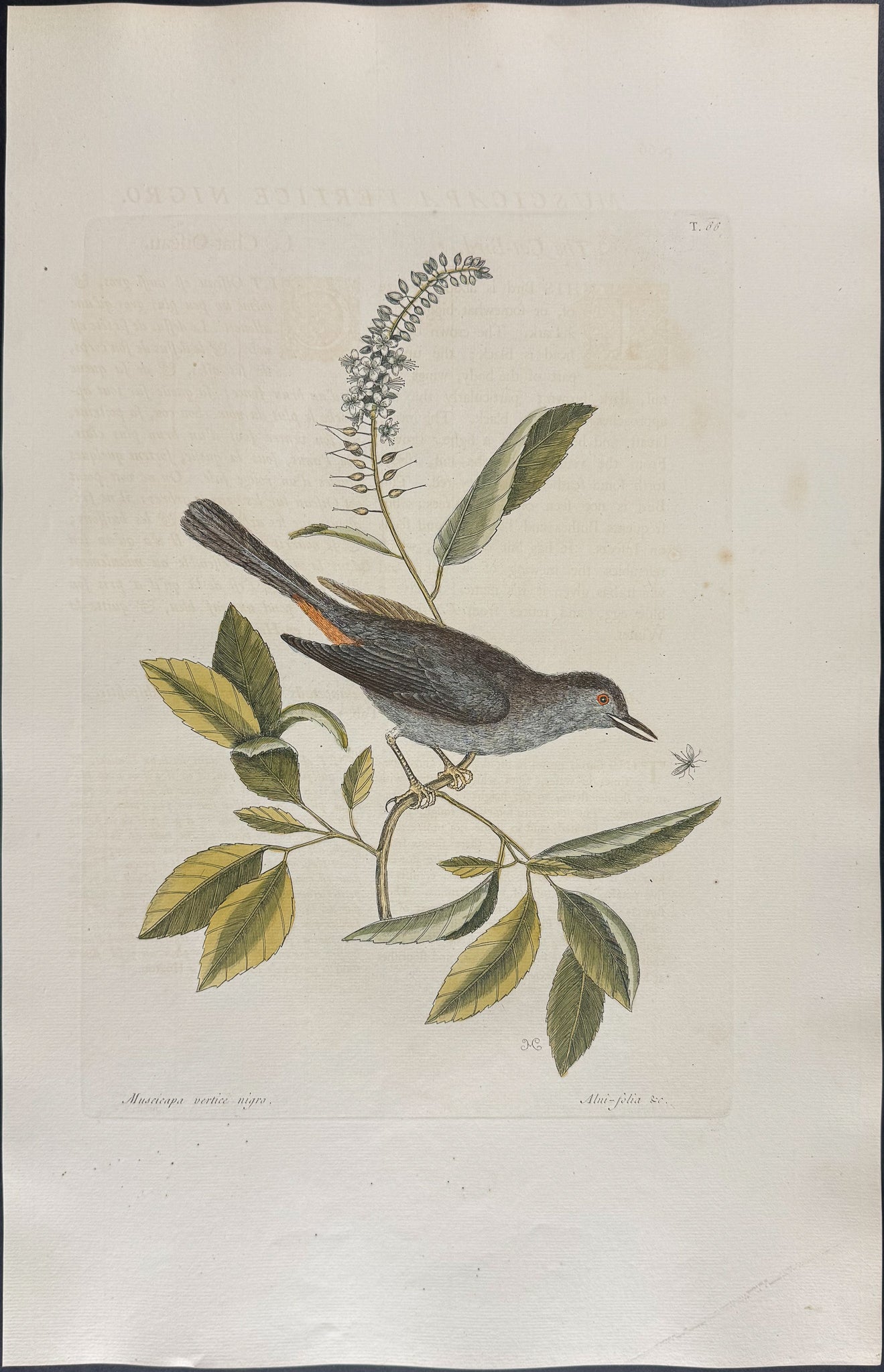 Cat Bird
