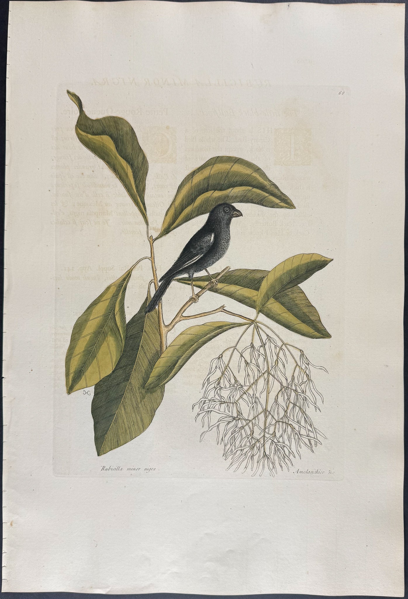 Little Black Bullfinch with Fringe Tree