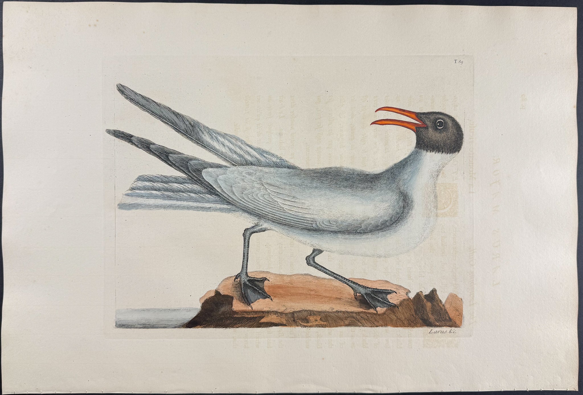 Laughing Gull
