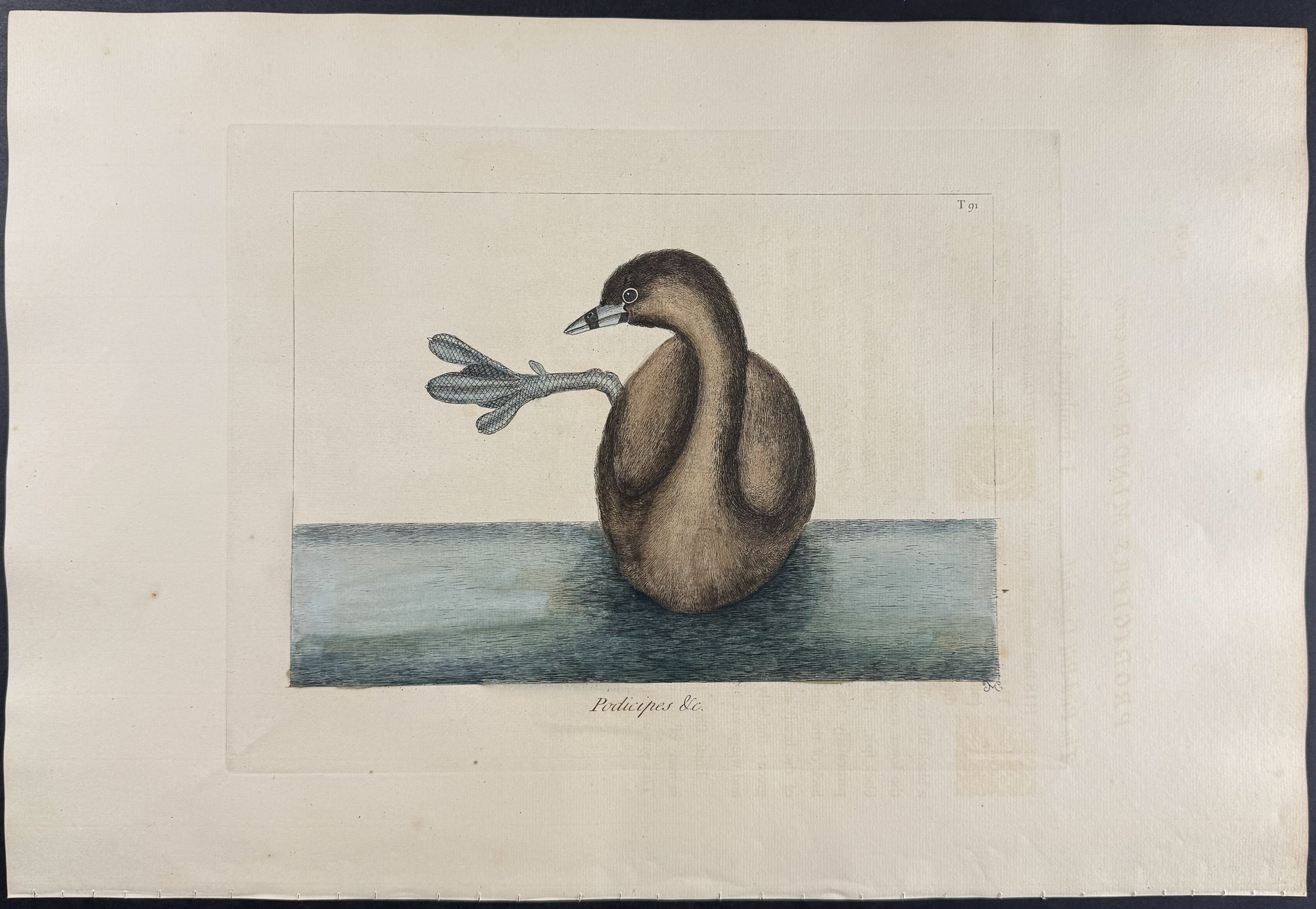 Pied-Billed Dobchick