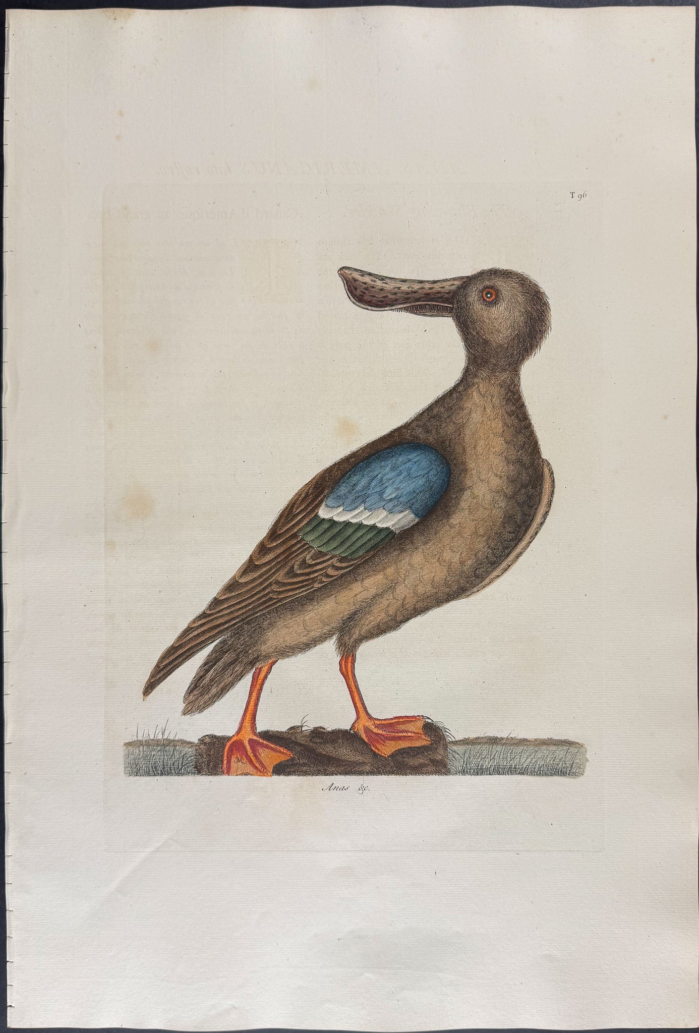 Blue Winged Shoveler