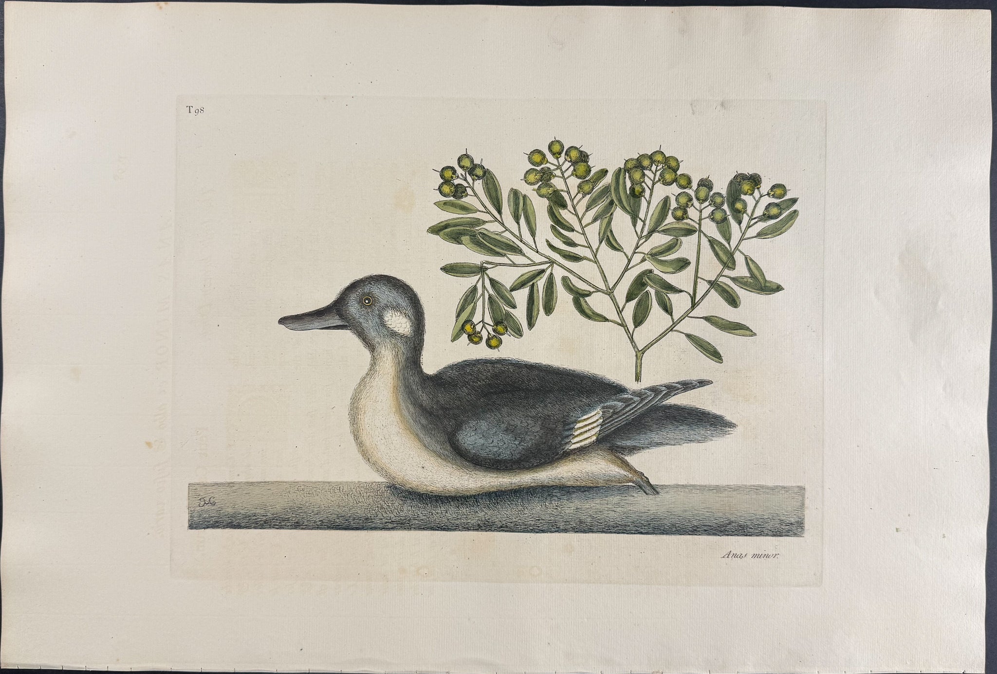 Little Brown Duck with Soap-Wood