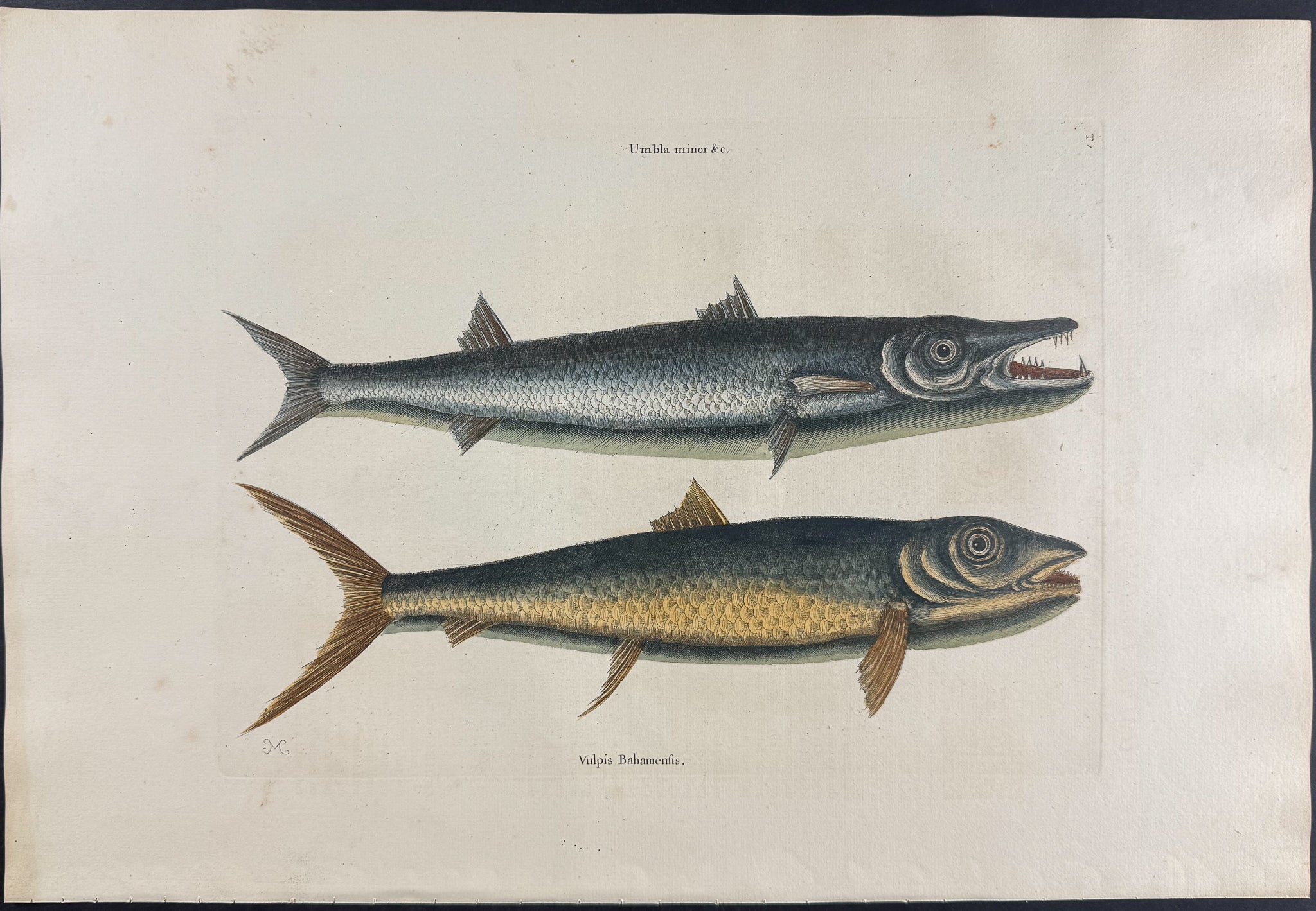 Barracuda & Vulpis Bahamensis