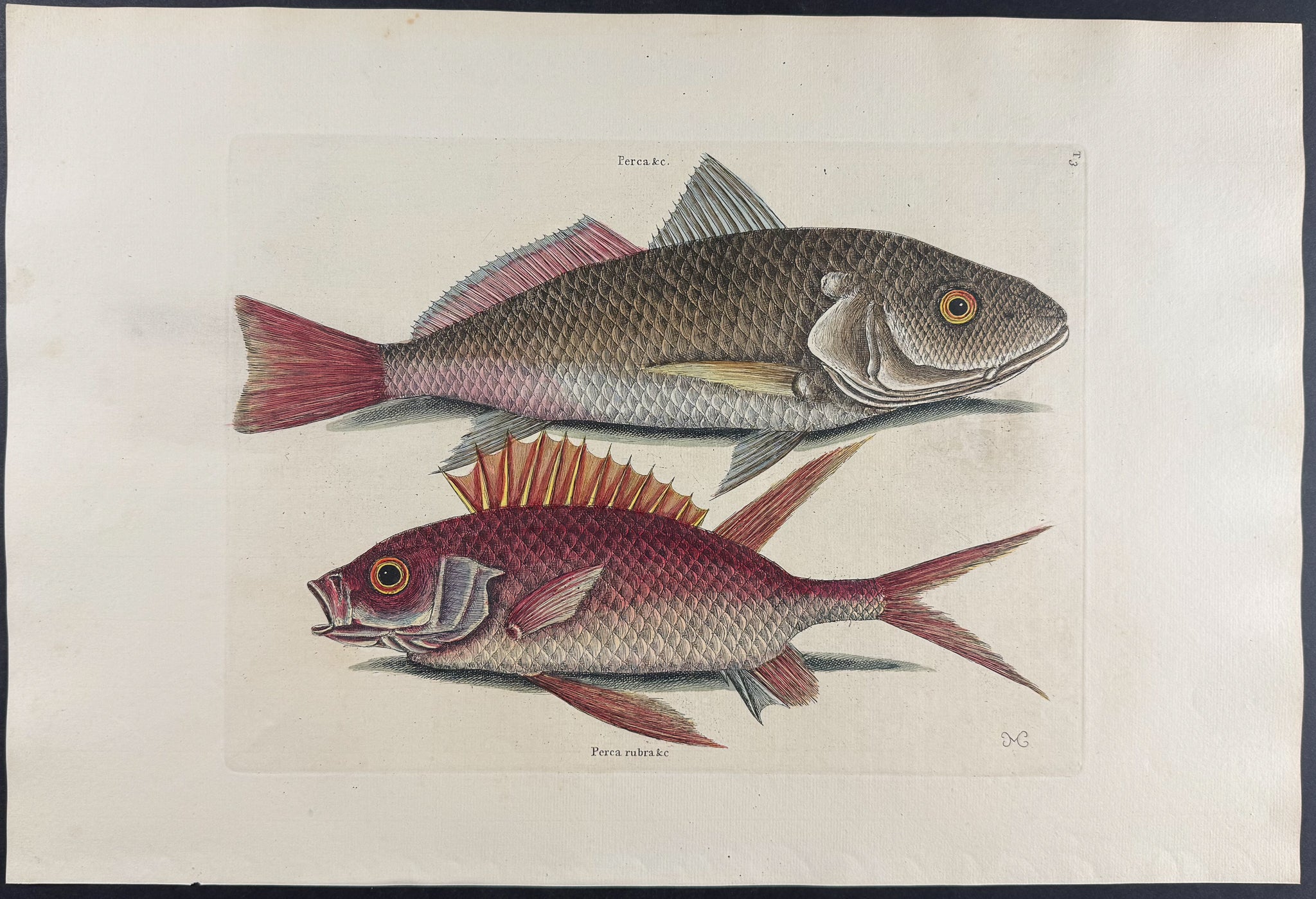 Croker & Squirrel Fish