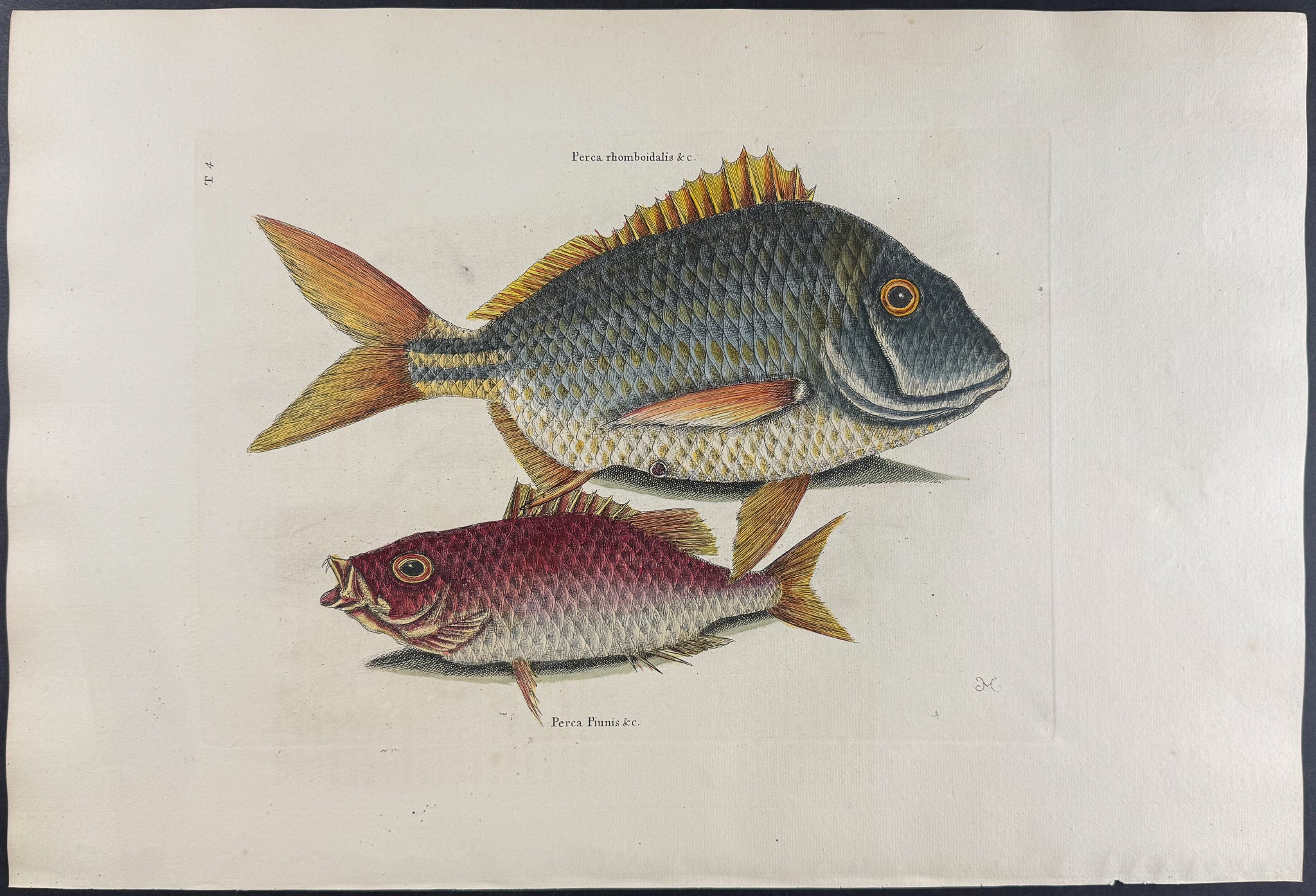 Pork Fish & Schoolmaster