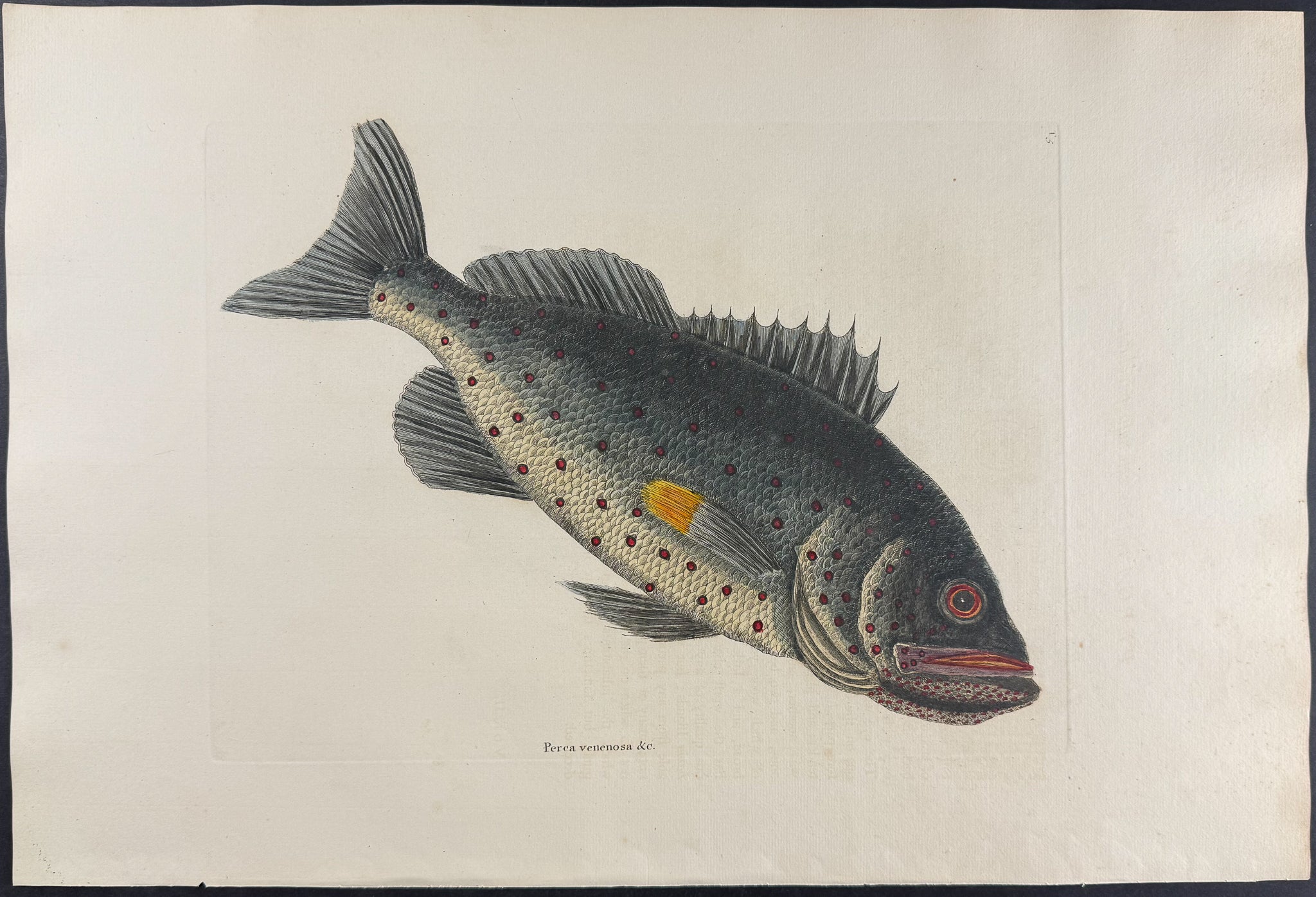 Rock Fish