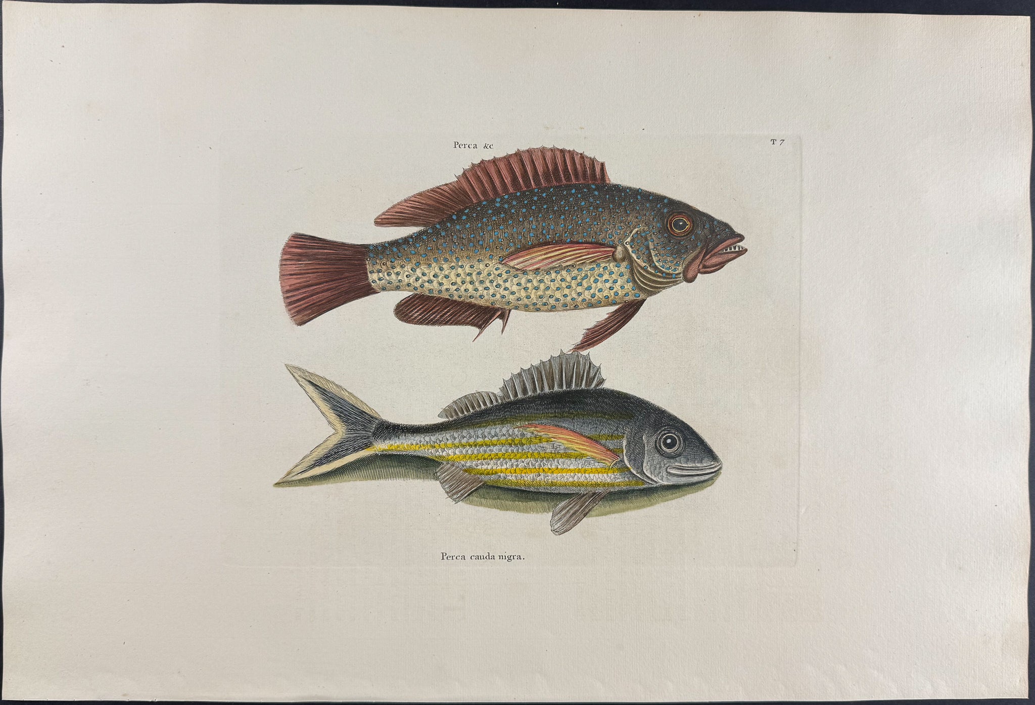 Negro Fish & Black Tail