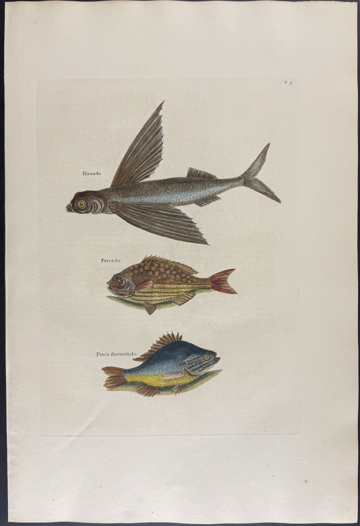 Flying Fish, Rudder Fish & Fresh-Water Perch