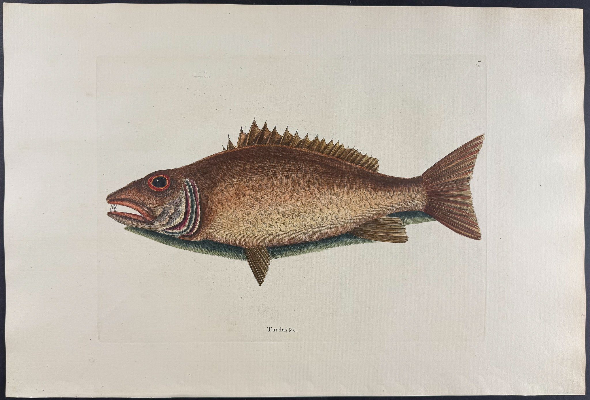 Mangrove Snapper