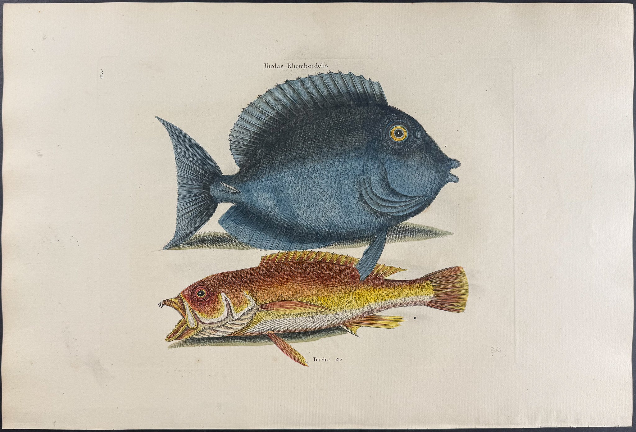 Tang & Yellow Fish