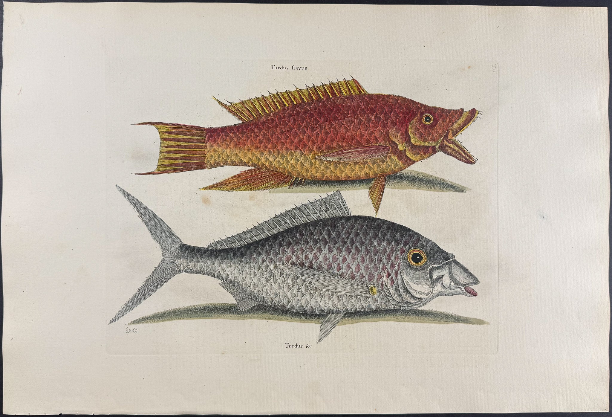 Hog Fish & Shad