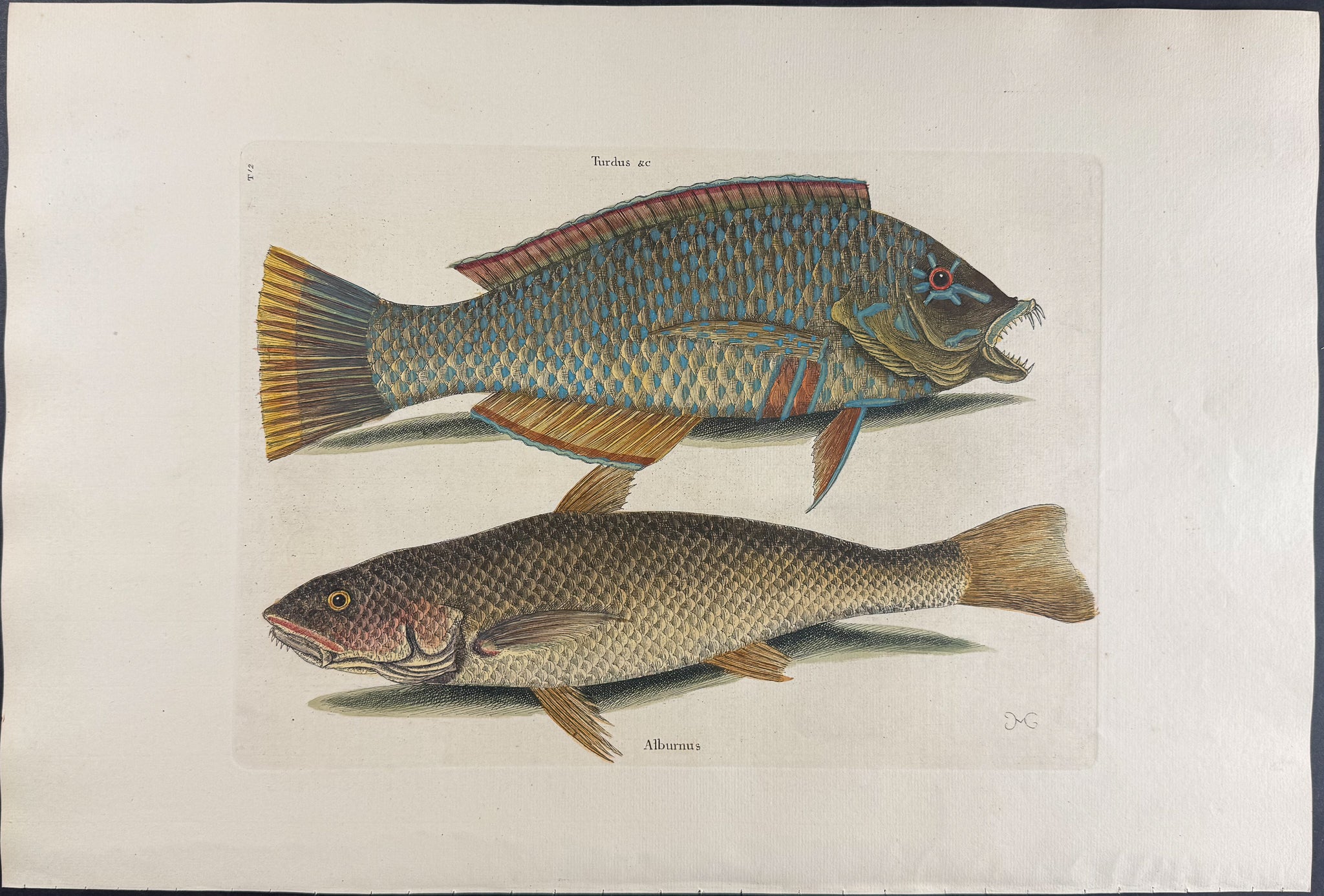 Pudding-Wife & Carolina Whiting