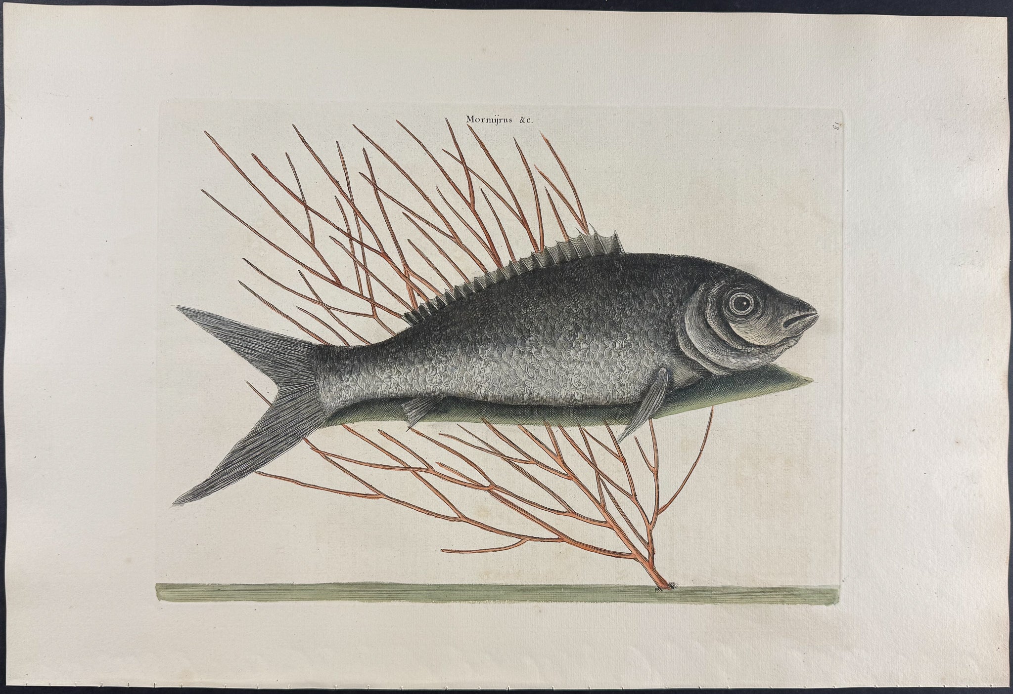 Bone Fish with Sea Feather