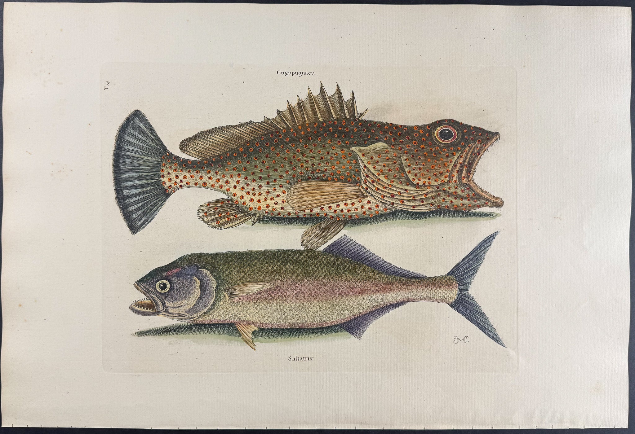 Hind & Skipjack
