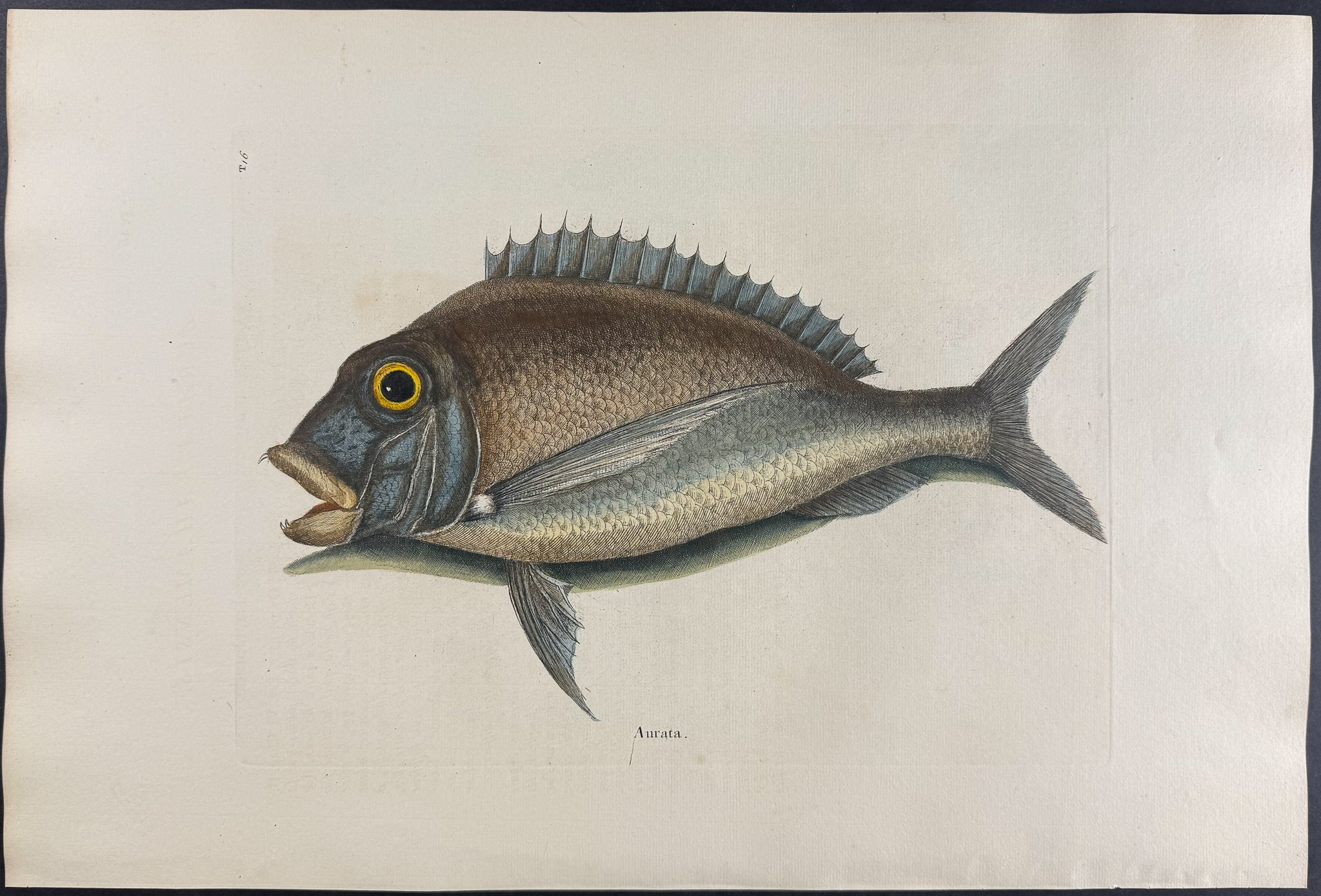 Porgy