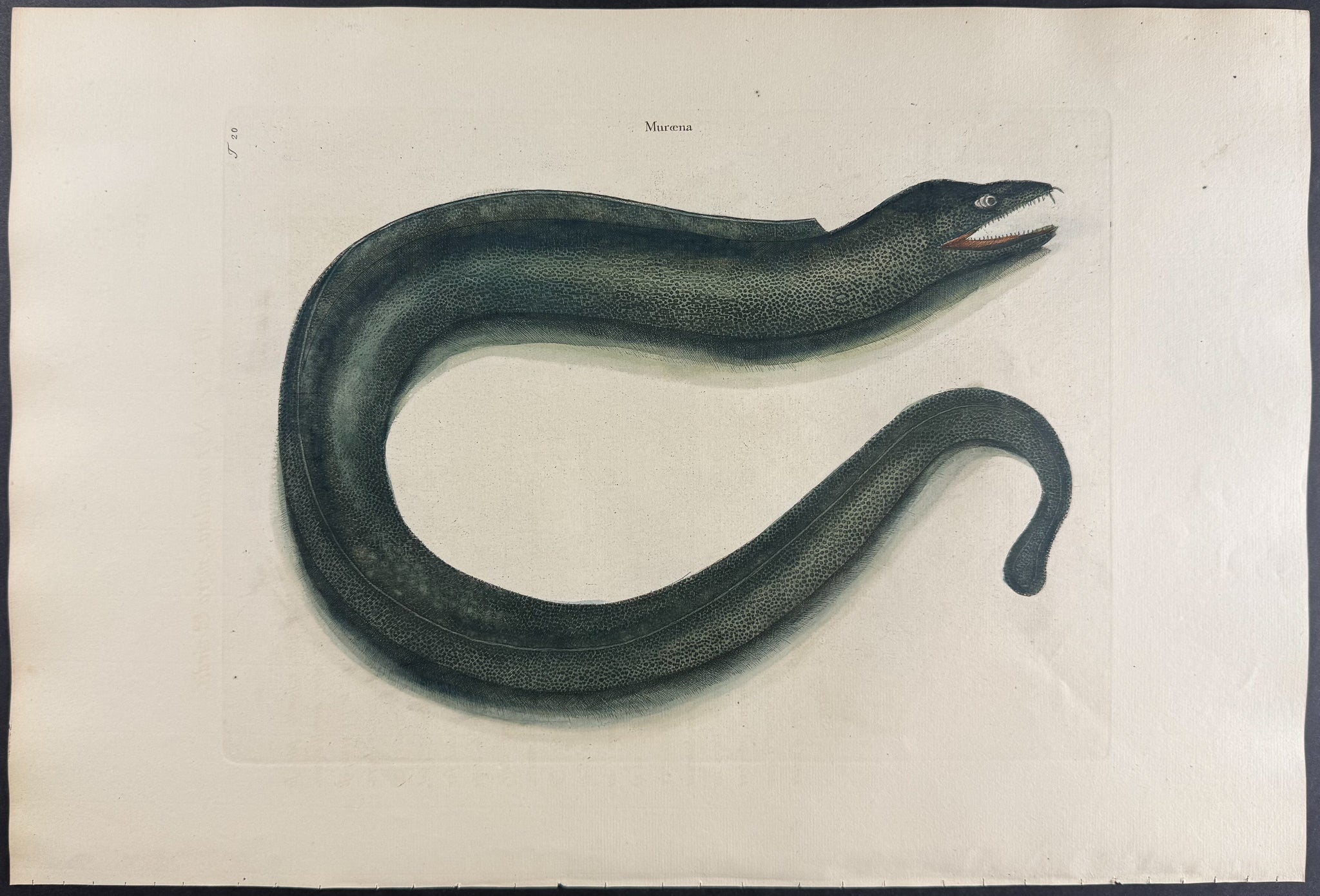 Muray (Eel)