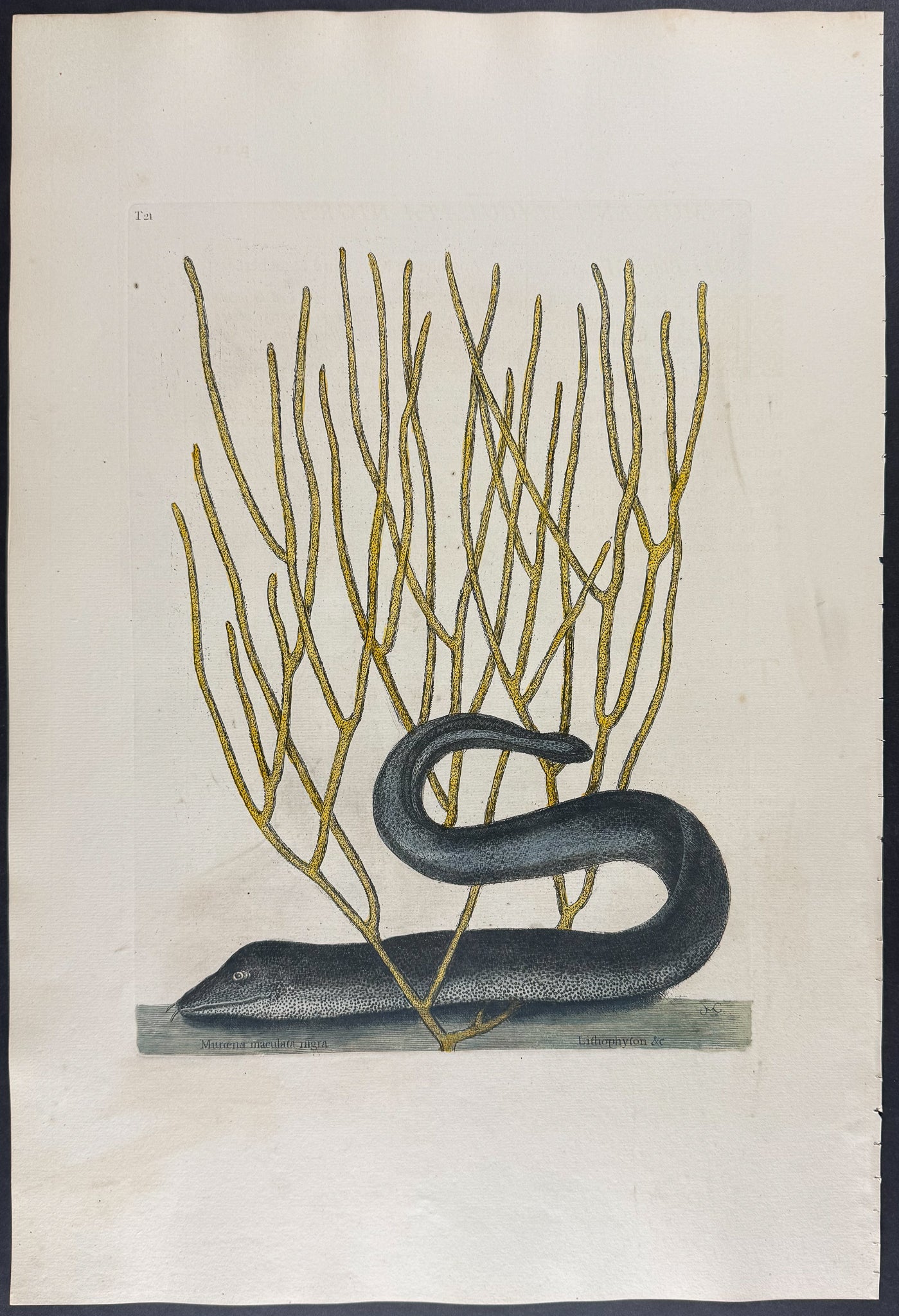 Black Muray (Eel) with Yellow Coral