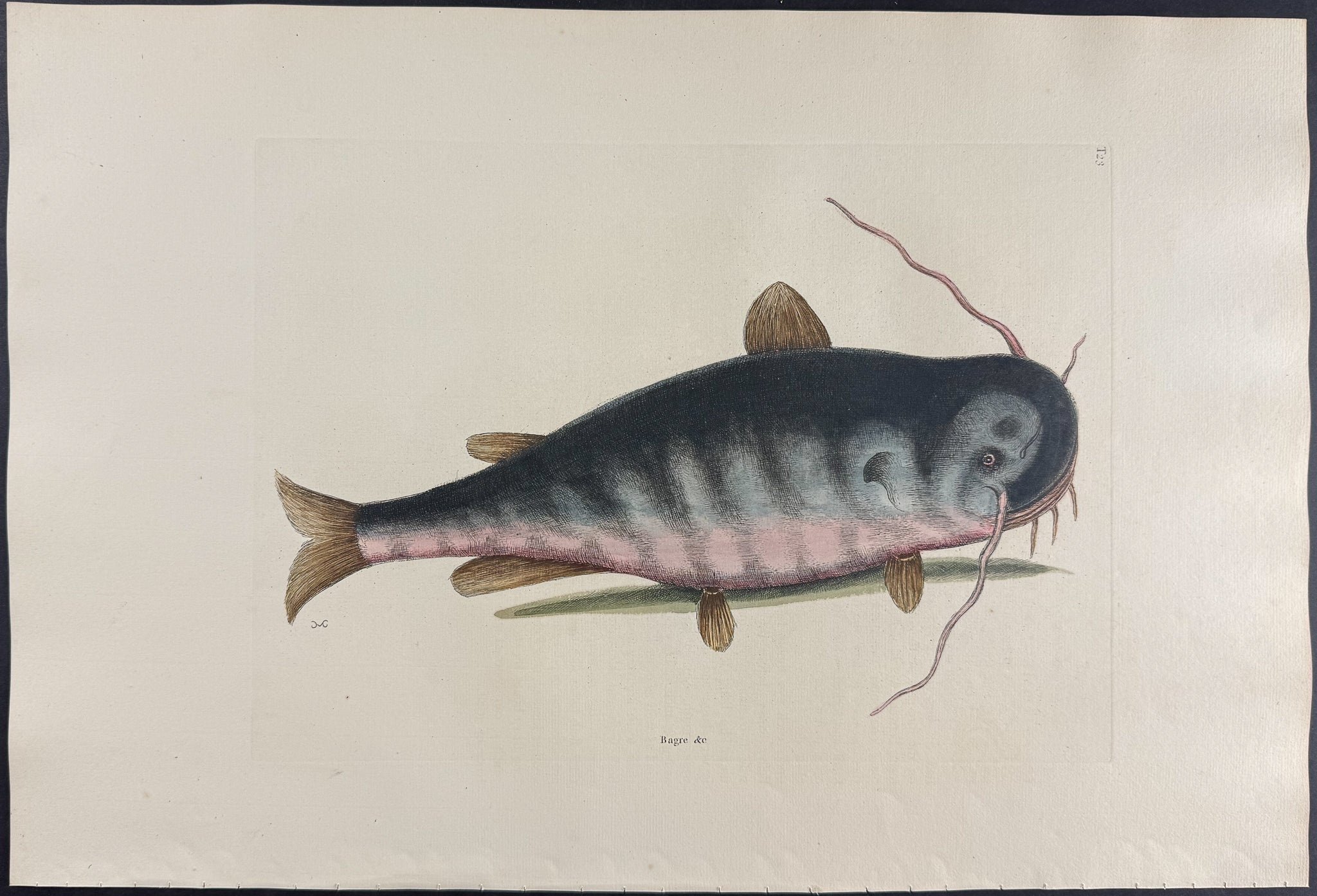 Cat Fish