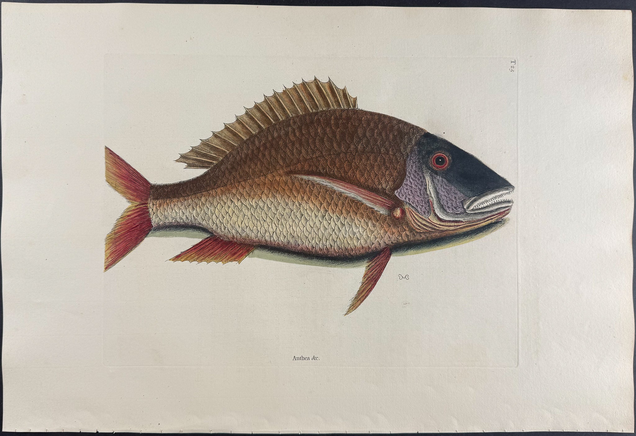 Mutton Fish